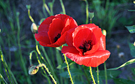 Corn poppy (Papaver rhoeascorn)